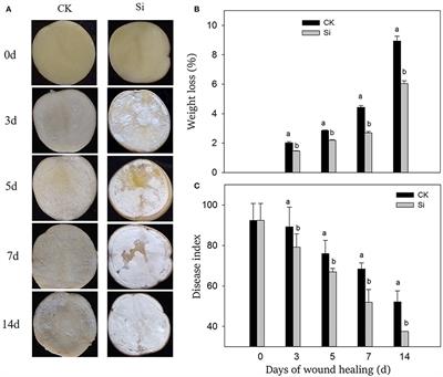 Sodium silicate promotes wound healing by inducing the deposition of suberin polyphenolic and lignin in potato tubers